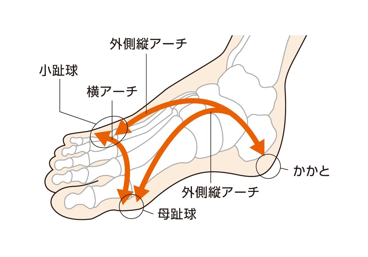 加齢によって崩れていくアーチ形状
